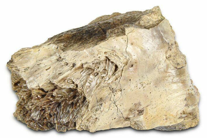 Fossil Tyrannosaur (T rex) Bone Section - Wyoming #382643